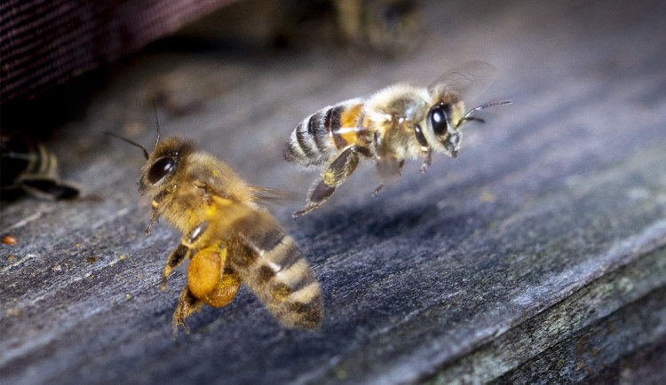 Žalostný rekord: Čtvrtina tuzemských včelstev přes zimu uhynula
