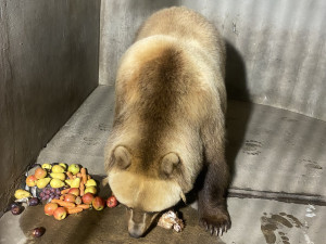 Brněnskou medvědici Irinu převezli na sever Čech, málem rozdrápala bednu