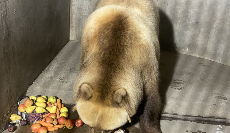 Brněnskou medvědici Irinu převezli na sever Čech, málem rozdrápala bednu