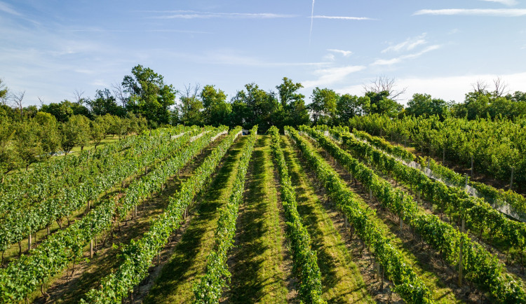 Dlouhá letní dovolená na jihu Moravy už Čechy neláká, táhnou spíš spontánní výlety