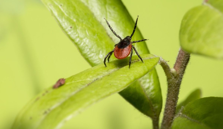 Nejen v lese, klíšťata řádí i na zahradě a encefalitida může přijít hned