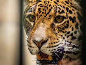 V Hodoníně touží po mláděti jaguára, po osmi letech by se mohlo zadařit