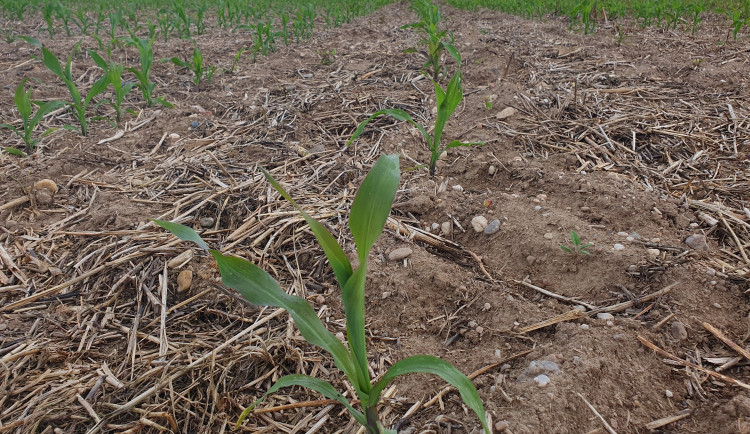 Ilustrační fotografie