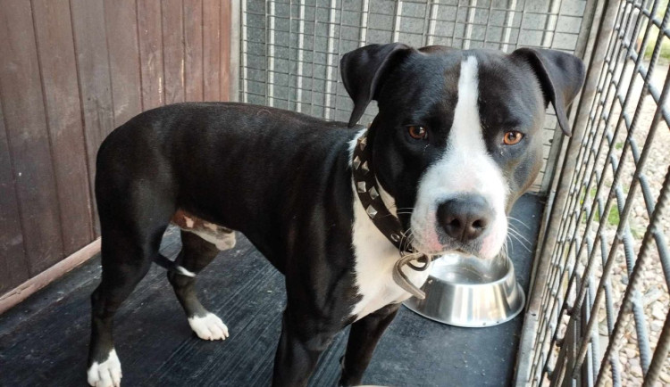 O služby psích hotelů je zájem, v Trutnově museli vyhlásit stop stav