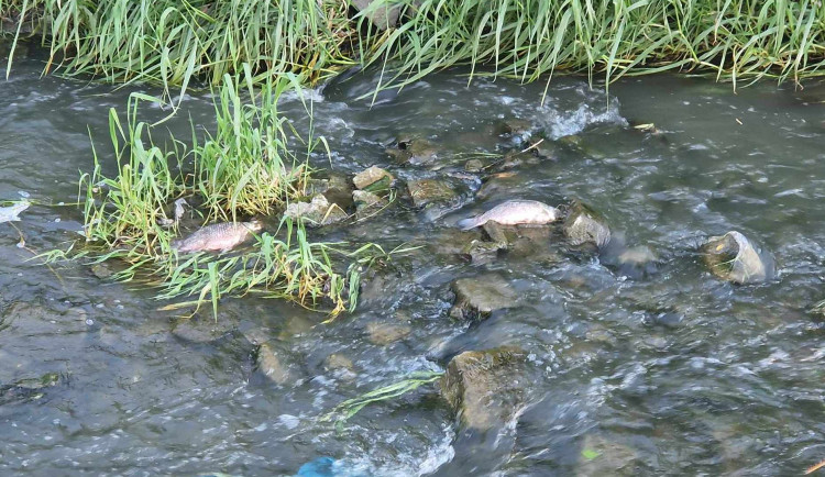 V řece Hané se objevily mrtvé ryby, voda ale znečištěná není