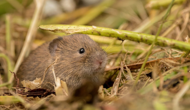 Vědci z Brna zjišťují, jak se zbavit přemnožených hrabošů. Zabere levandule či anýz