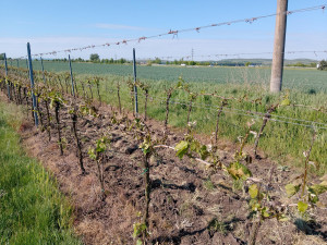 Víkendové mrazy spálily hrozny na Pálavě, vinaři odhadují milionové škody