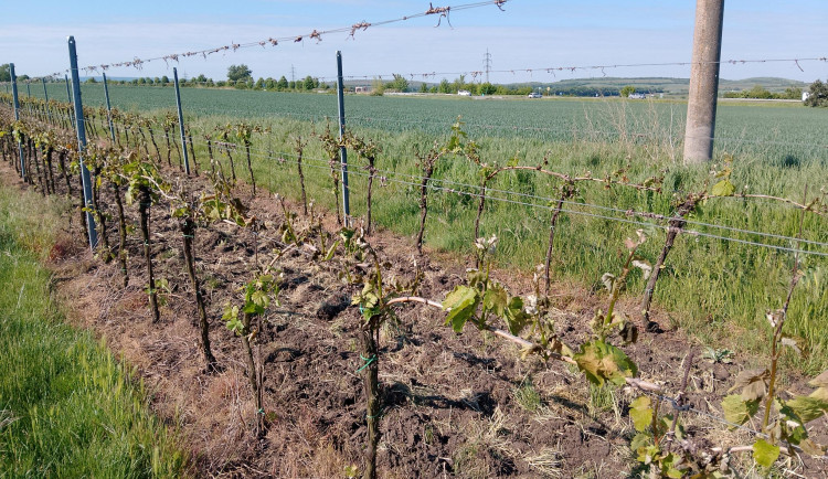 Víkendové mrazy spálily hrozny na Pálavě, vinaři odhadují milionové škody