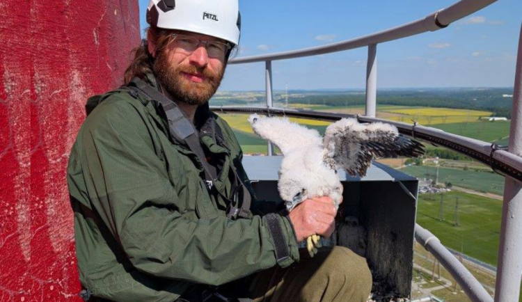 Tři mláďata ohroženého sokola se narodila na komíně elektrárny v Dukovanech