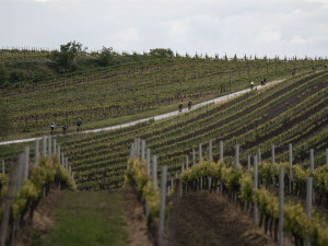 Tisícovka srdcařů mezi vinohrady. Seriál Road Classics odstartoval rekordem