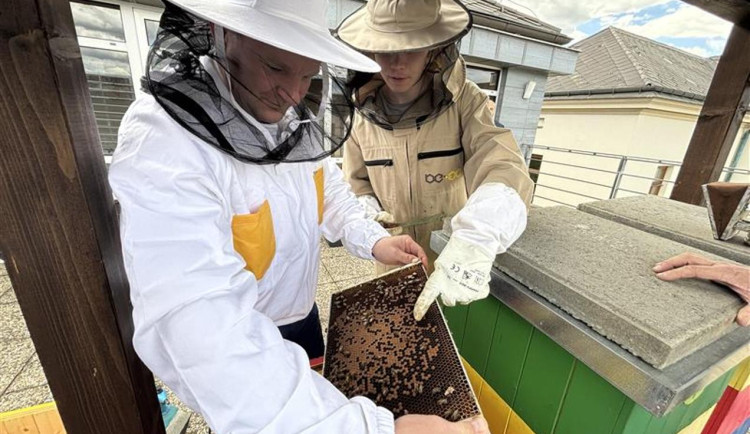 Dnes je Světový den včel. Ty na krajském úřadě kontrolovali mladí chovatelé
