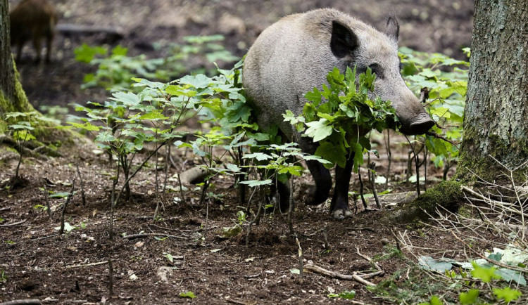 Myslivci mařili odstřel prasat, v lese sypali prací prášek. Přestupek, řekla policie