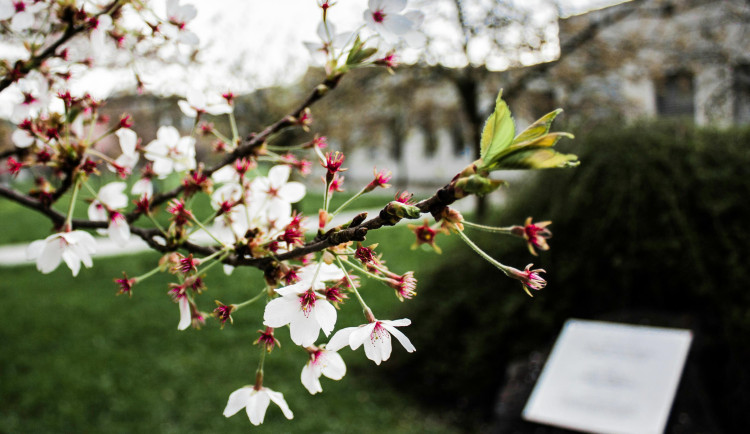 Hrušeň, višeň, ořešák. Lidé v Plzni mohou požádat o sazenice ovocných stromů