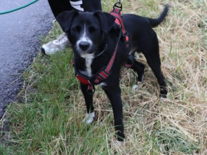 Řidiči na Znojemsku skočil za krk rozdováděný pes. V úleku havaroval