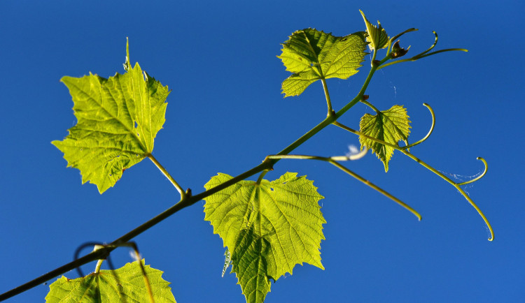 Příznivý měsíc pro vinice. Chladný květen vinohradům na jihu Moravy příliš neškodil