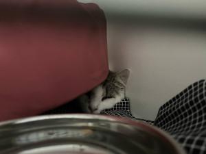 Tyran na Vyškovsku střelil kočku zblízka do hlavy, hledá ho policie