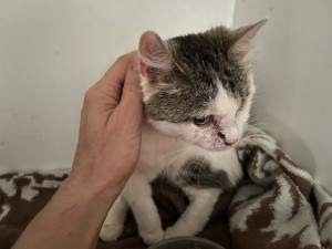 Tyran na Vyškovsku střelil kočku zblízka do hlavy, hledá ho policie