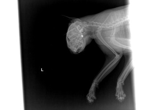 Tyran na Vyškovsku střelil kočku zblízka do hlavy, hledá ho policie