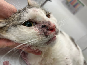 Tyran na Vyškovsku střelil kočku zblízka do hlavy, hledá ho policie