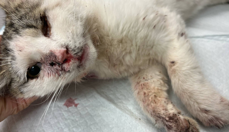 Tyran na Vyškovsku střelil kočku zblízka do hlavy, hledá ho policie