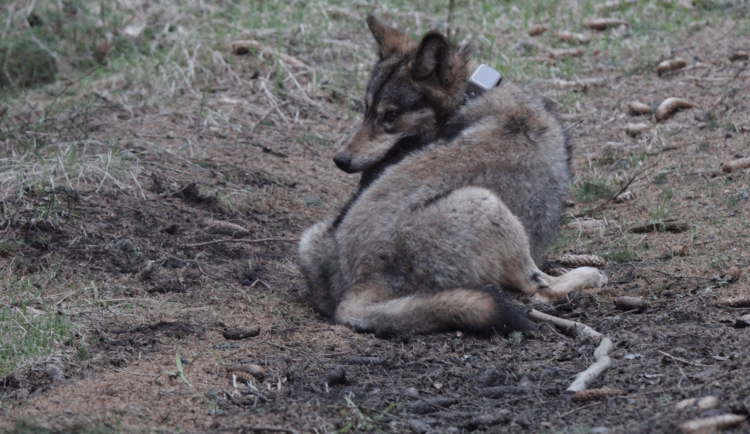 Vědci z Brna nasadili obojky vlčicím z Beskyd. Sledují jejich pohyb i chování