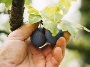 Přihlas se do soutěže Regionální potravina Jihomoravského kraje!
