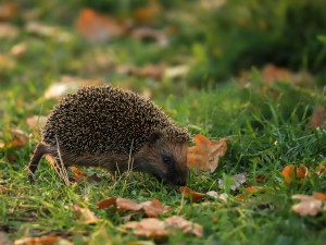 Robotické sekačky před zvířaty neuhnou a mohou je zabít, varují ochránci z jihu Moravy