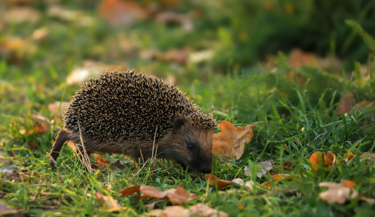 Ilustrační fotografie