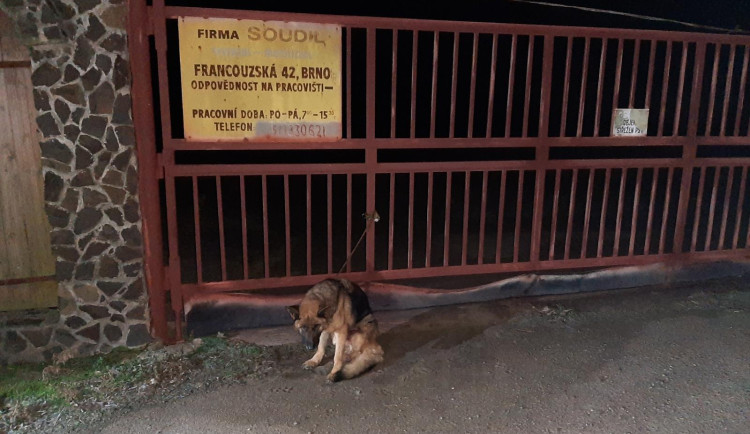 Zuboženou fenku uvázali k plotu, nepřežila. Dvojici hrozí za týrání zvířat vězení