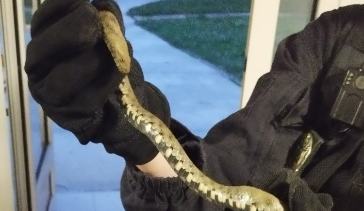 Do domu vlezla zmije, bále se žena. Strážnice našla užovku, schovala se v kočárku