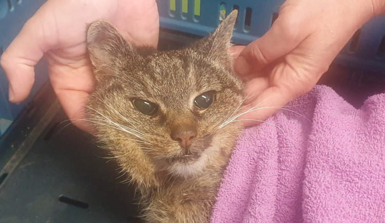 Několik kulek v těle a rány plné červů. V Brně-Jehnicích někdo střílí po kočkách