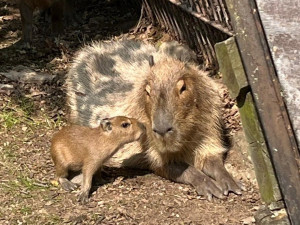 V brněnské zoo přivítali nová mláďata. Narodila se kapybara Mia