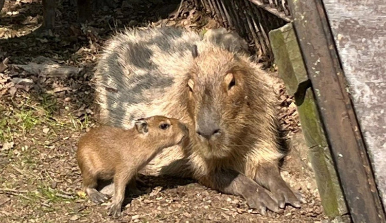 V brněnské zoo přivítali nová mláďata. Narodila se kapybara Mia