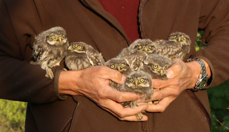 Na jihu Moravy se daří ohroženým sýčkům. Zabydleli se ve speciálních budkách
