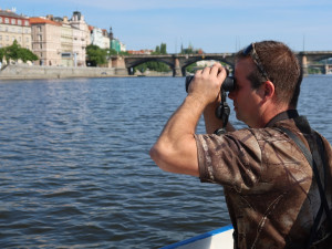 Pátrání po zmizelých labutích v Praze a okolí