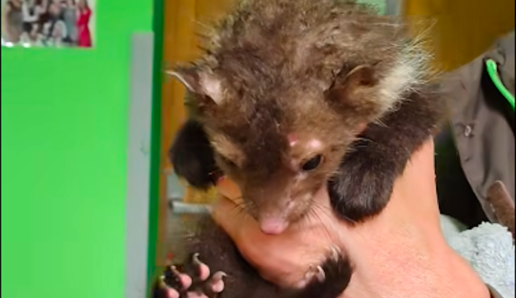 Malá kuna absolvovala stovky kilometrů v motoru auta. Dojela až do Liberce