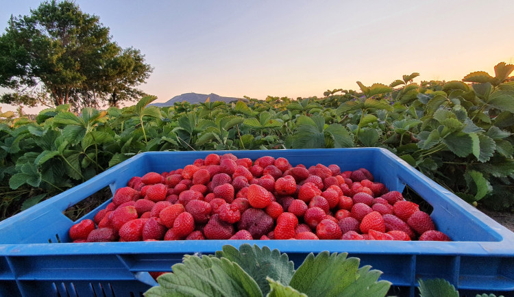 PŘEHLED: Kam na samosběr lahodných jahod a dalšího sladkého ovoce u Brna?