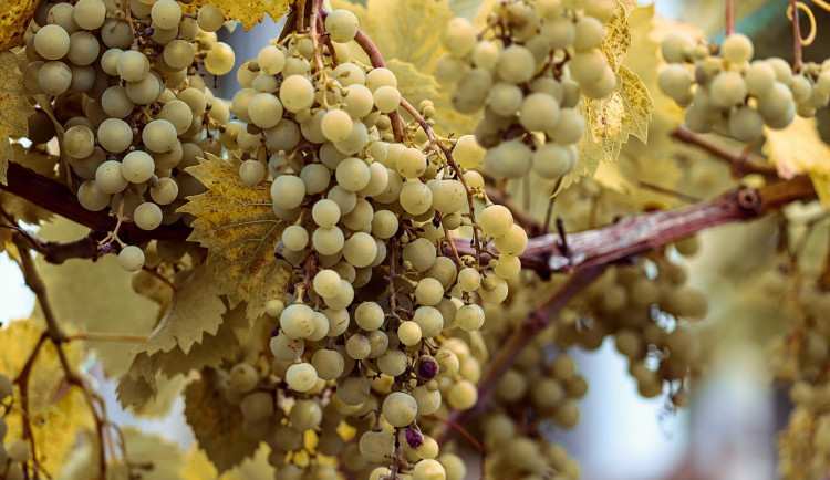 Výsadba vinné révy letos zásadně stoupla. Plochy vinic se však stále zmenšují