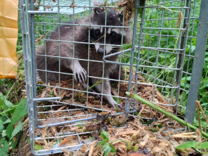 Roztomilý vetřelec. Mýval si podmaňuje jižní Moravu, vědci bijí na poplach