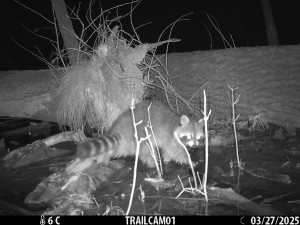 Roztomilý vetřelec. Mýval si podmaňuje jižní Moravu, vědci bijí na poplach