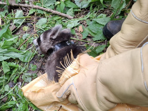 Roztomilý vetřelec. Mýval si podmaňuje jižní Moravu, vědci bijí na poplach