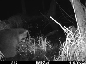 Roztomilý vetřelec. Mýval si podmaňuje jižní Moravu, vědci bijí na poplach