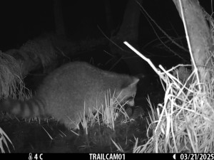 Roztomilý vetřelec. Mýval si podmaňuje jižní Moravu, vědci bijí na poplach
