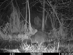 Roztomilý vetřelec. Mýval si podmaňuje jižní Moravu, vědci bijí na poplach