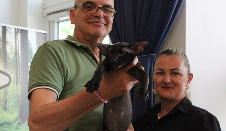 V Brně padl bizarní rekord. Na jednom místě se sešlo nejvíce koček bez kožichu