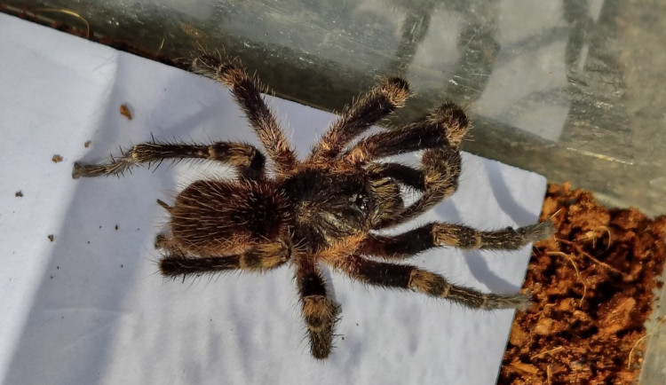 Překvapení ve školní jídelně. Z krabice s banány vykoukl sklípkan