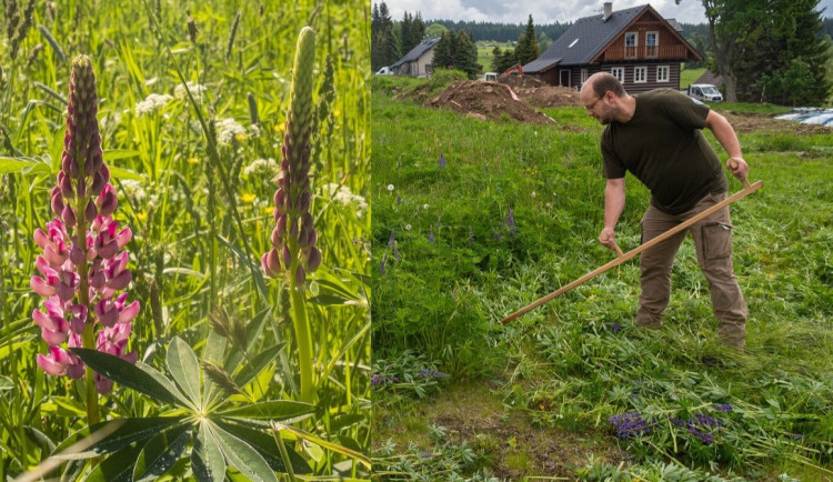 Invazivní lupina zamořuje Šumavu. Do její likvidace se musí zapojit obce i vlastníci pozemků