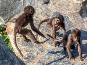 Kam o víkendu na jižní Moravě? Na horalské hry, do zoo nebo na prajd