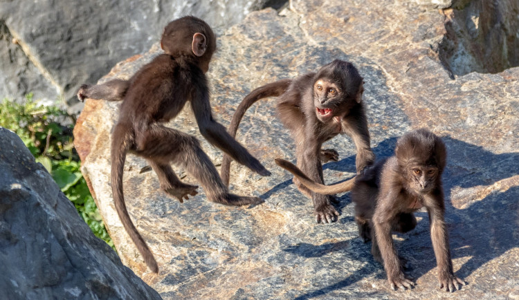 Zoo Zürich, Albert Schmidmeister