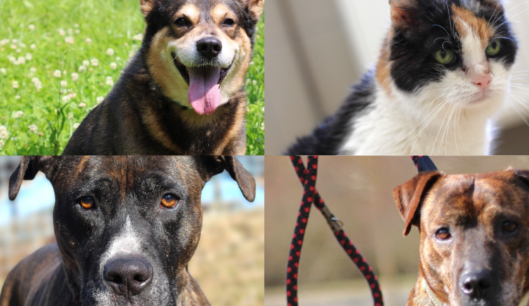 HLEDÁME PÁNÍČKA: Mazlivá kočka Adélka a tři psí parťáci touží po domově